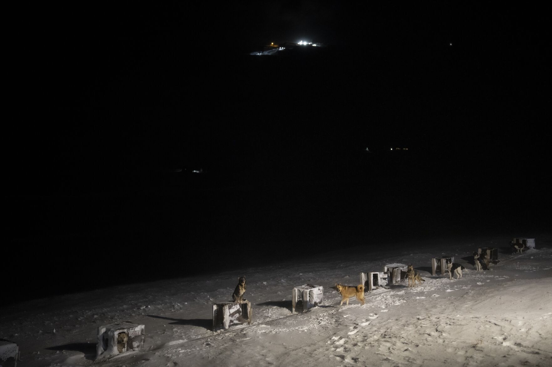 Norwegian Arctic Dog Sledding